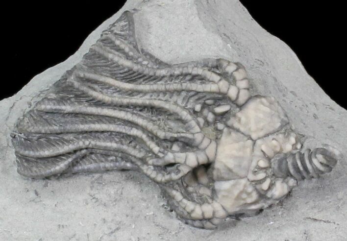 Cool Platycrinites Brevinodus Crinoid - Indiana #29390